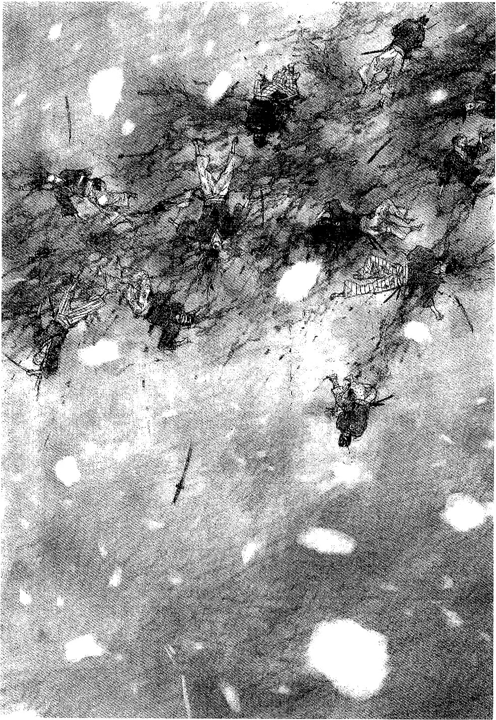 Read Mugen no Juunin ENGLISH Manga Online