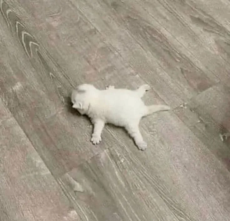 Read The Infinite Mage Português Manga Online